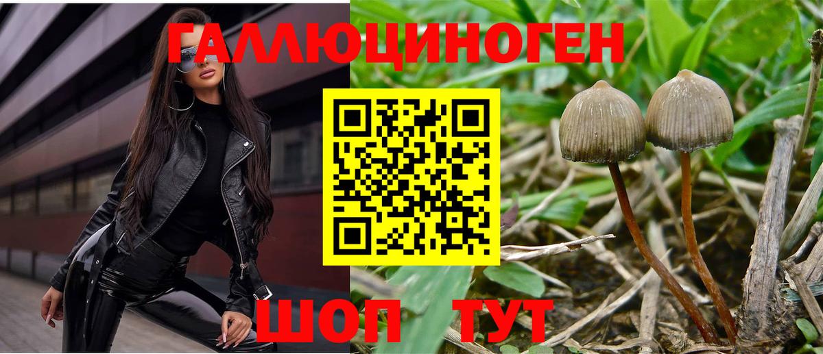 Псилоцибиновые грибы Cubensis Вольск
